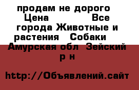 продам не дорого › Цена ­ 10 000 - Все города Животные и растения » Собаки   . Амурская обл.,Зейский р-н